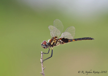 Macrodiplax balteata, male